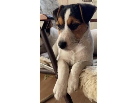 Yavru jack russell
