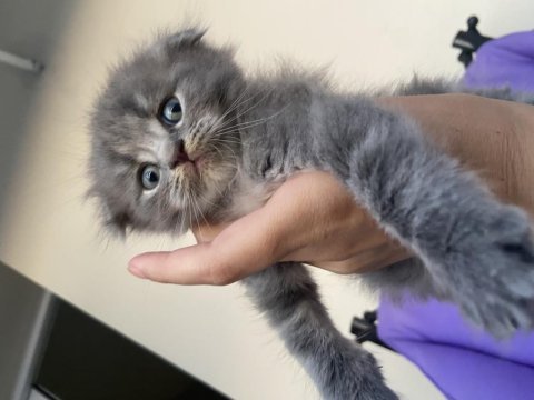 Scottish fold
