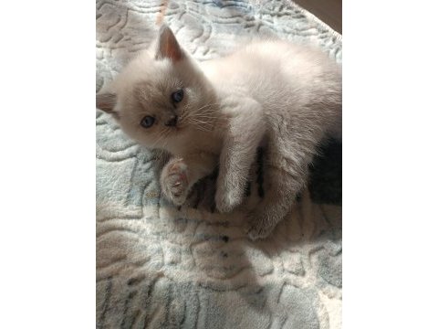 Safkan british shorthair ayı surat top kafa bebişler