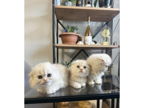 Üst kalite scottish fold bebekler