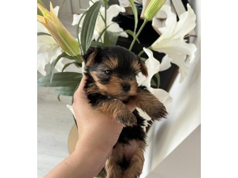 A kalite yorkshire terrier bebeklerimiz