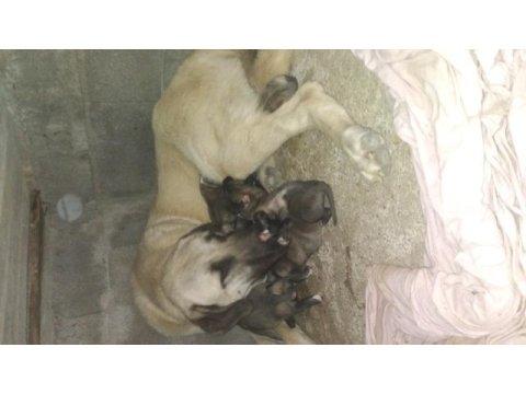 Orjinal kangal buca kaynaklar
