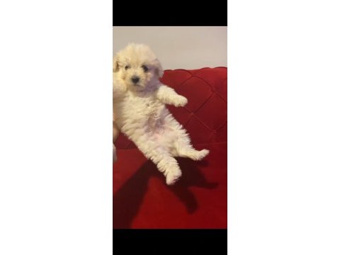 Ücretsiz maltese terrier