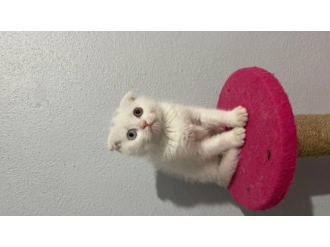 Scottish fold çift göz renkli