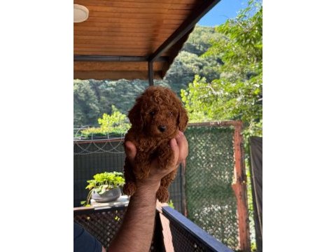 Show kalite toy poodle yavrular