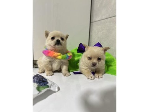 Teacup şivava bebekler