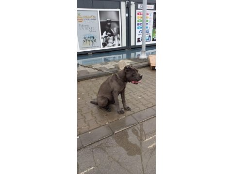 3 yaşında erkek cane corso evladımız