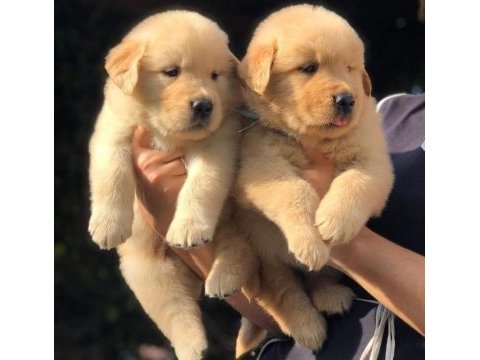 Golden retriever yavru köpekler