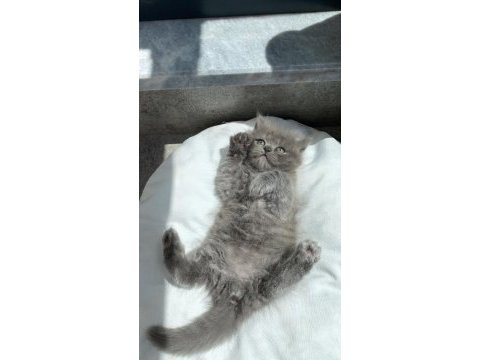 Erkek british longhair yavru