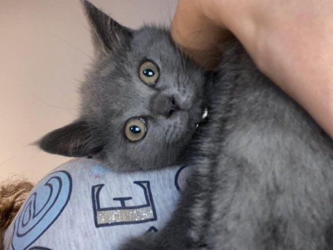 British shorthair 3 aylık erkek
