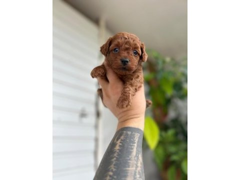 Toy poodle kore kan