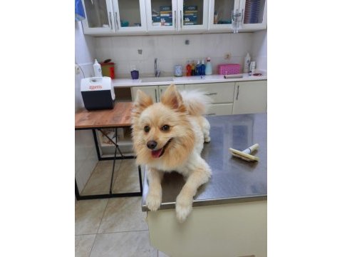 Özenle bakabilecek yeni bir aile arıyoruz ücretsiz köpeğim