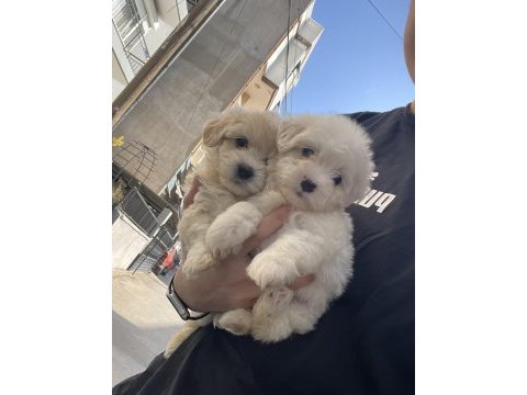 0 numara tüy dökmeyen maltese
