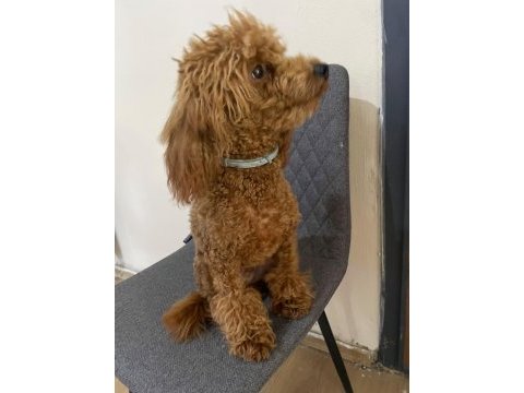 6 aylık yakışıklı poodle