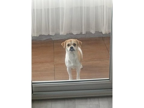 10 aylık anne rus finosu baba pekinez dişi yavru