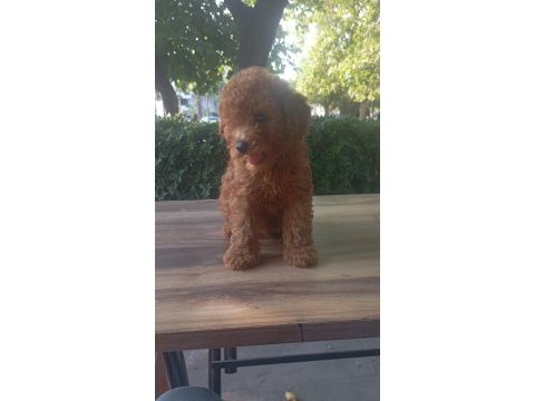 Erkek tuvalet eğitimli teacup kg cm sağlık garantili poodle