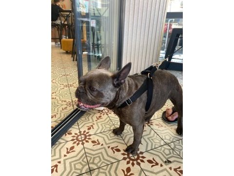 Sevimli dişi french bulldog