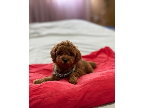 Redbrown toypoodle üst kalite bebekler 