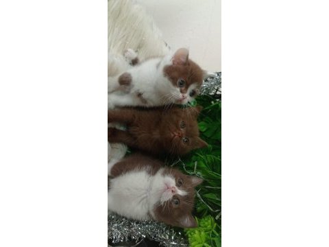 British shorthair kediğiği sahiplendirme