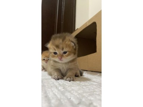 Safkan british bebeklerim pet & şecereli rezerveye açık