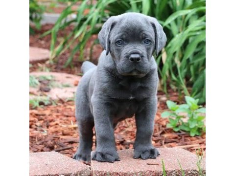 Estetikli dişi blue cane corso yavrular kapıda ödeme 