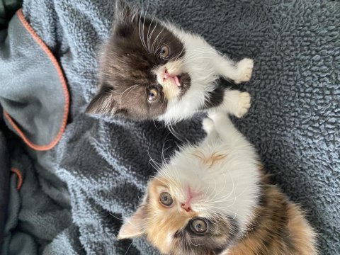 Aile dostu huzur veren arkadaşlar exotic shorthair