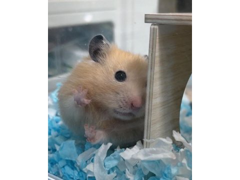 Hamster gonzales yavrular heryere gönderim
