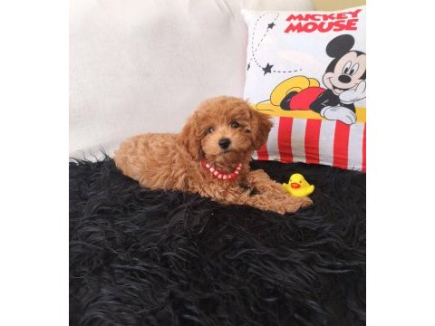Peluş bir kız toy poodle