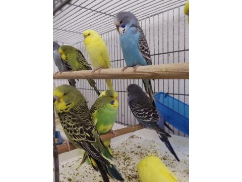 Süper yenidoğan show jumbo yavru muhabbet kuşları