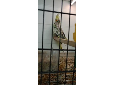 Pasifik petshoptan yavru sultan papağanları