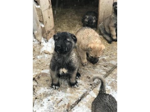 Irk garantili safkan sivas kangallar