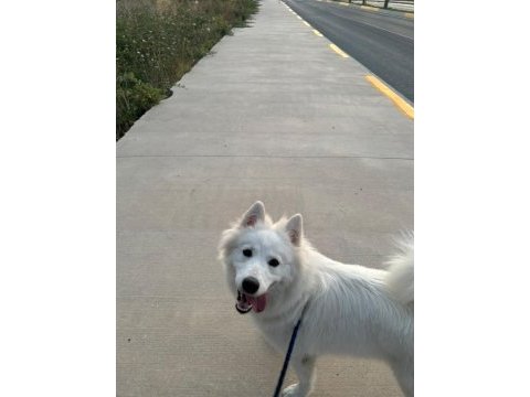 9 aylık eğitimli dişi samoyed sahiplendirme