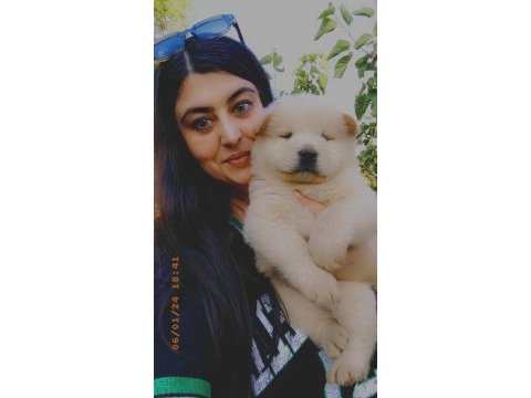Çin aslanı chow chow
