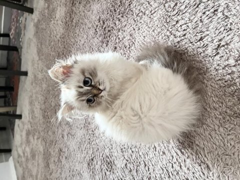 Bal bal kız chinchilla