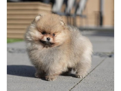 3 kuşak orjinal pomeranian boo