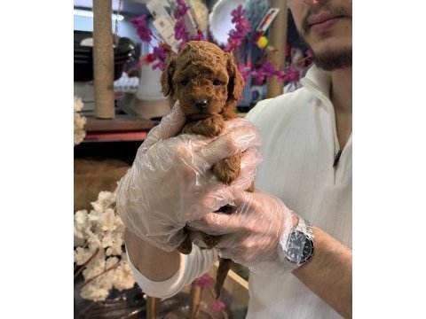 Mini boy toy poodle yavrularımız a kalite şecereli