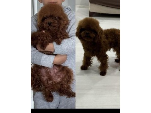 Toy poodle