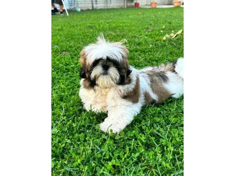 Kore kan shih tzu baby