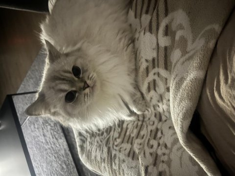 British longhair 2 yaş dişi