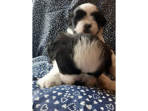 Anne ve baba safkan shih tzu bebişler