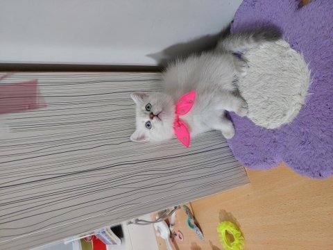 British shorthair prensesim hazır