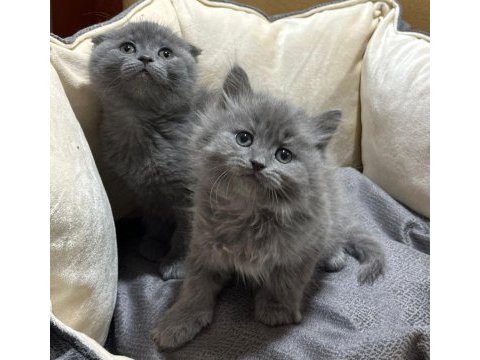 Scottish fold shorthair ve british long hair yavrular