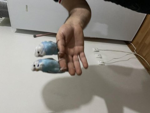 Muhabbet kuşu yavrumuz