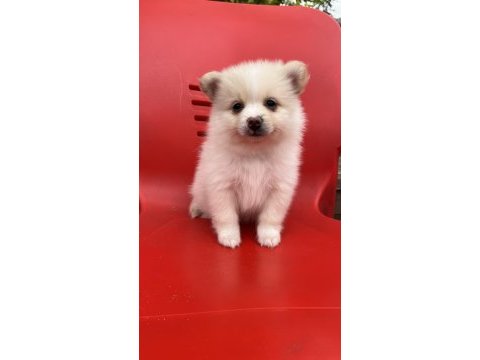 A kalite pomeranian boo bebekler