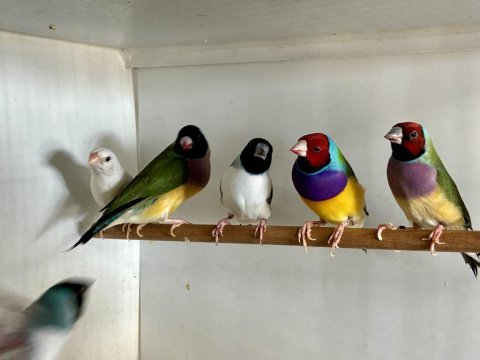 Eşe hazır gökkuşağı ispinozu