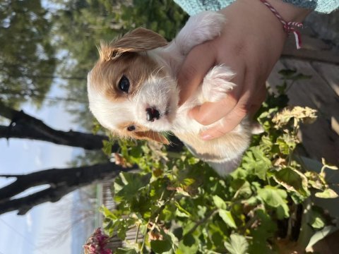 Cavalier king charles bebekler