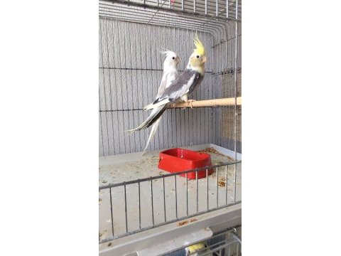 Eşli mutasyon garanti takım sultan papağanı