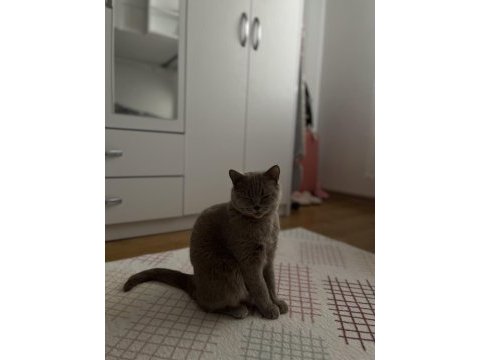 Eğitimli aşılı british shorthair