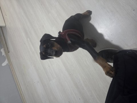 3 aylık erkek doberman