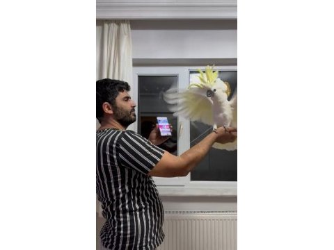 Böylesi yok kakadu papağanı